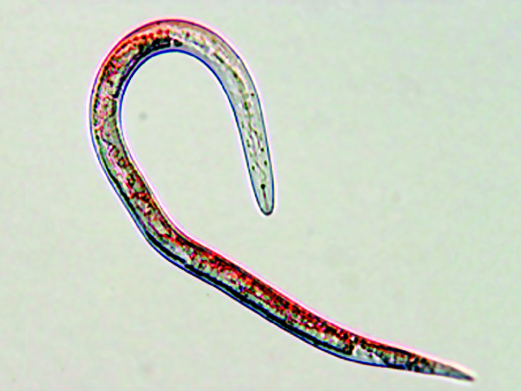 線虫（nematode）