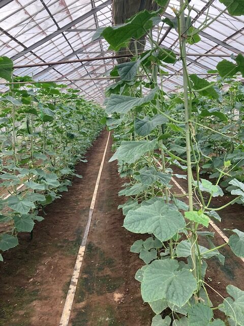 『ハーベストライズＮ』春のセンチュウ被害が改善されました！     横浜市ハウスキュウリ検証結果