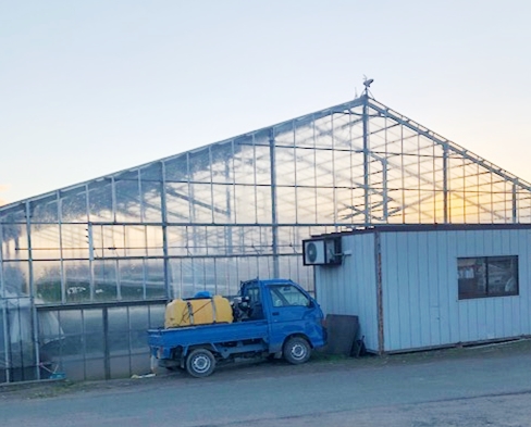 『ハーベストライズＮ』散布施用でキュウリの生育順調！センチュウ被害は解消されている。