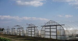 線虫被害の現状画像