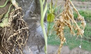 作物への線虫被害画像